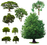 免抠图植物树素材