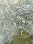水里的小贝壳摄影图