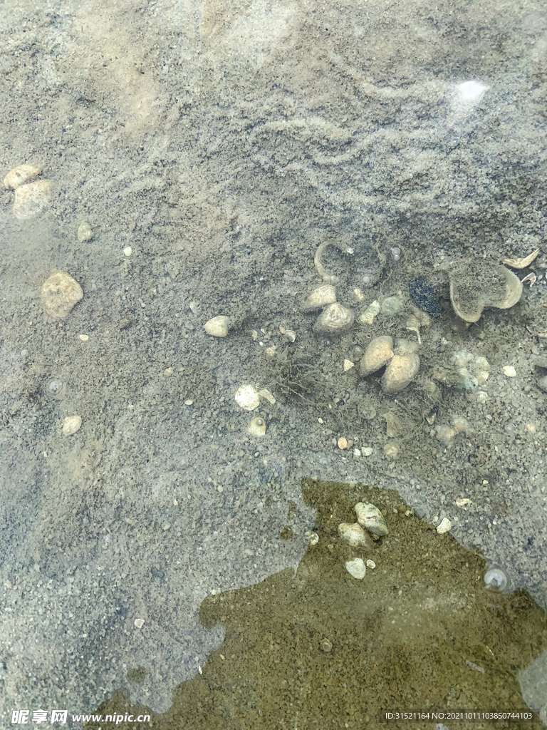 水里的小贝壳摄影图