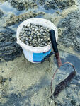 海边挖螺成果和工具摄影图
