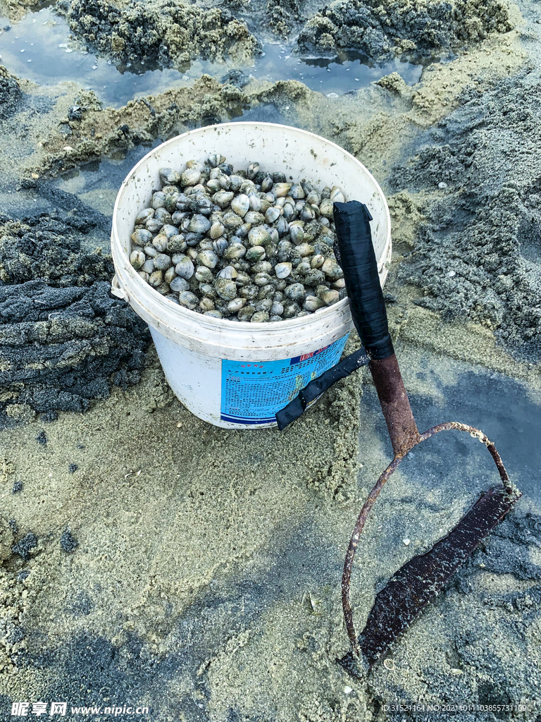 海边挖螺成果和工具摄影图