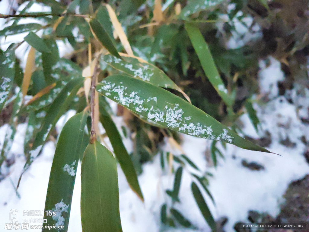 雪中竹叶