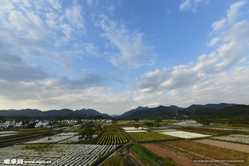 蓝天下的菊花园