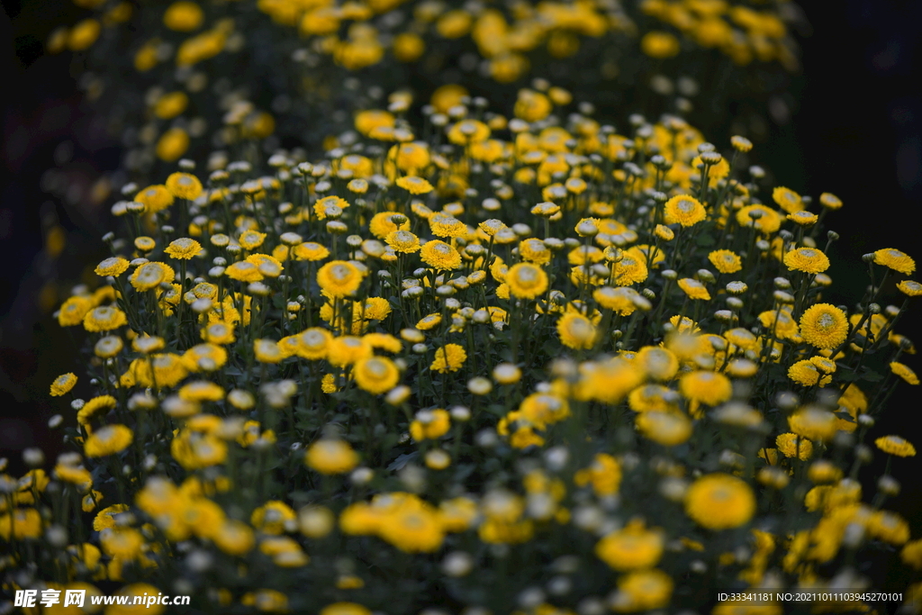 菊花近景