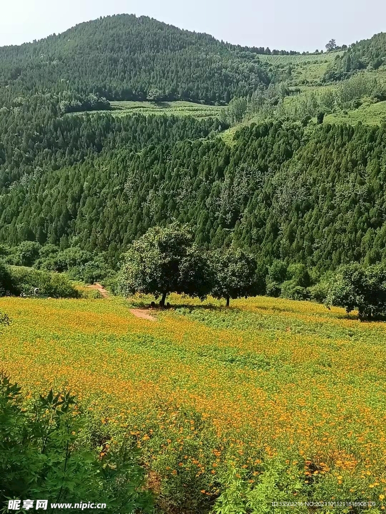 深山中的花园