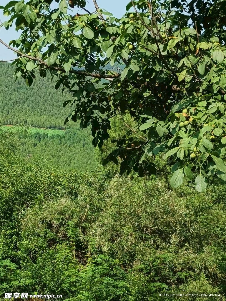 野果