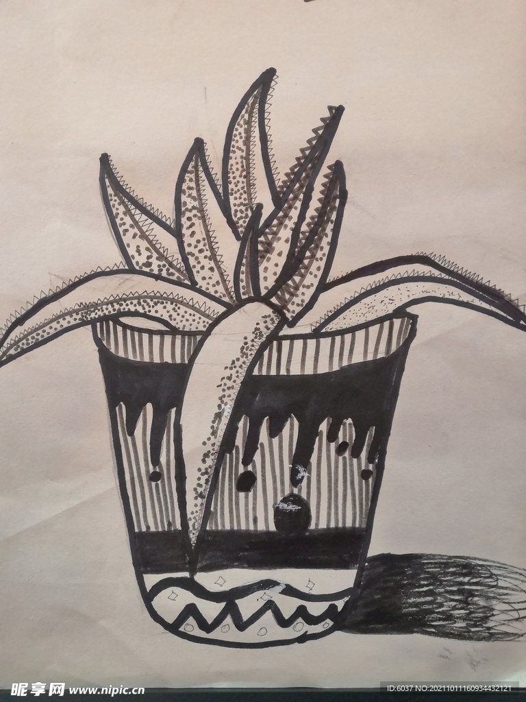 芦荟