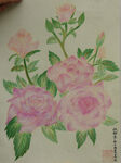 牡丹