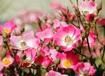 蔷薇花