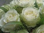 玫瑰花