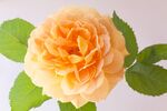 玫瑰花