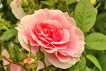 玫瑰花