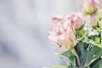 玫瑰花