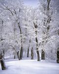 雪景