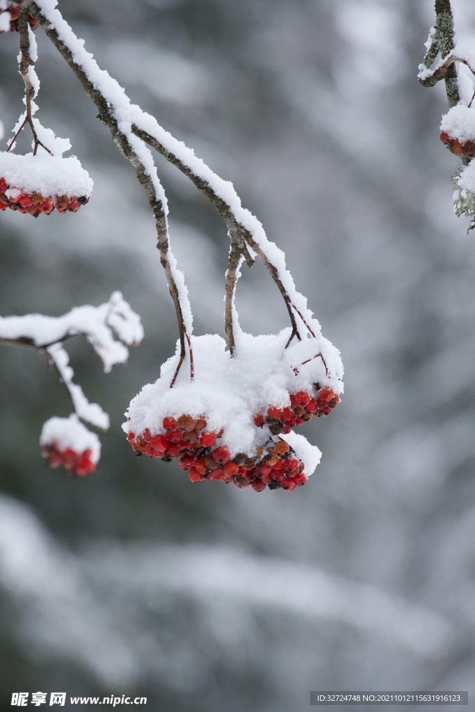 雪中野果