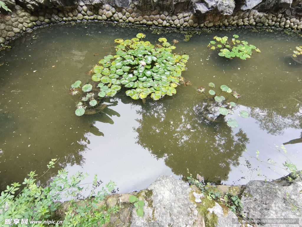 池塘