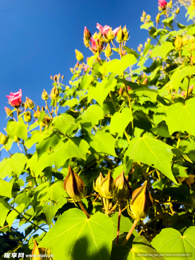 花卉蓝天