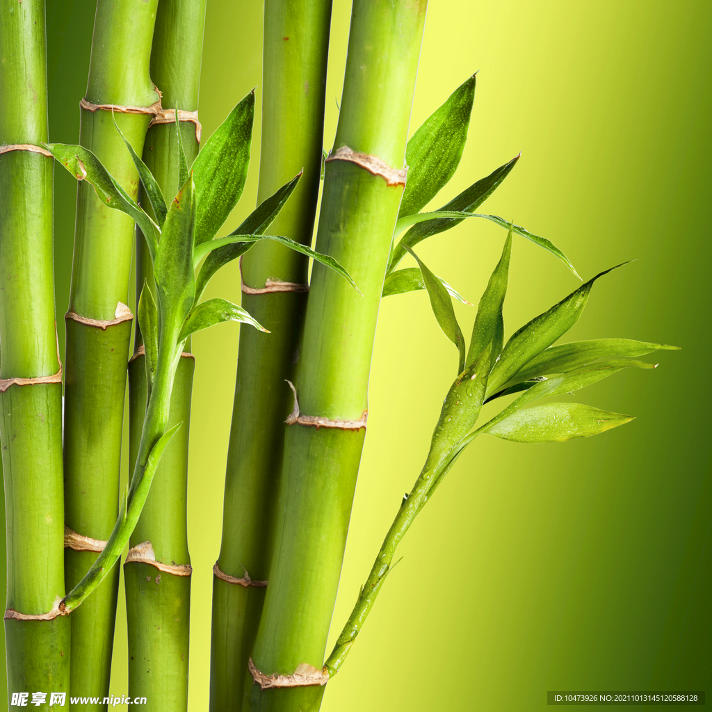 新鲜竹子图片