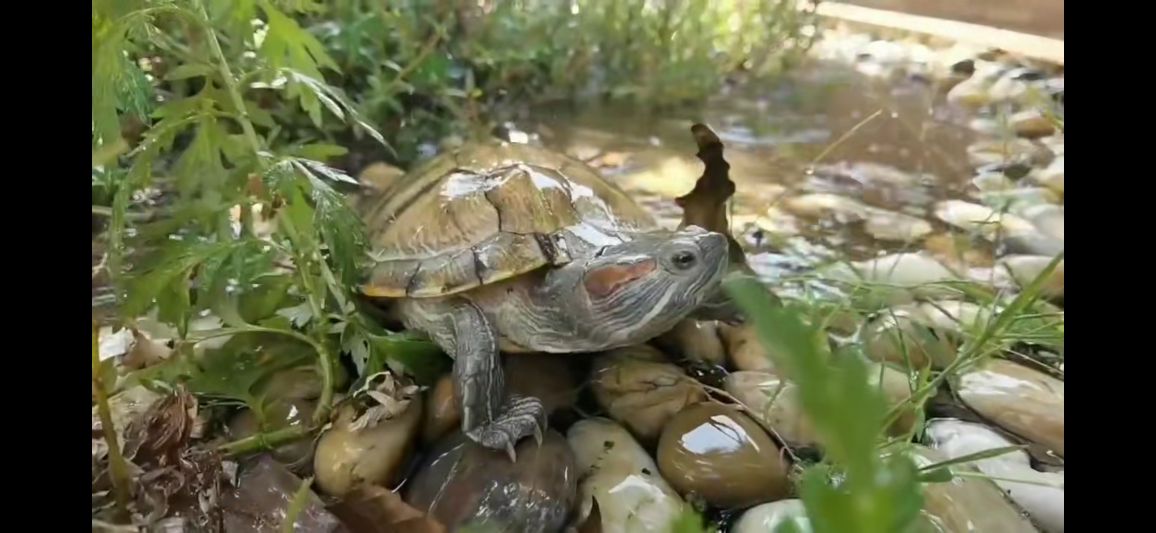 乌龟