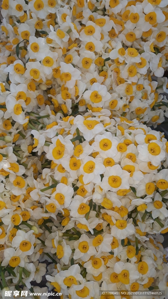 花卉