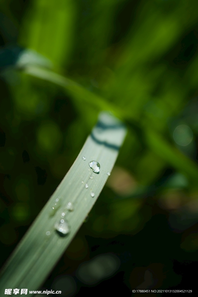 绿草