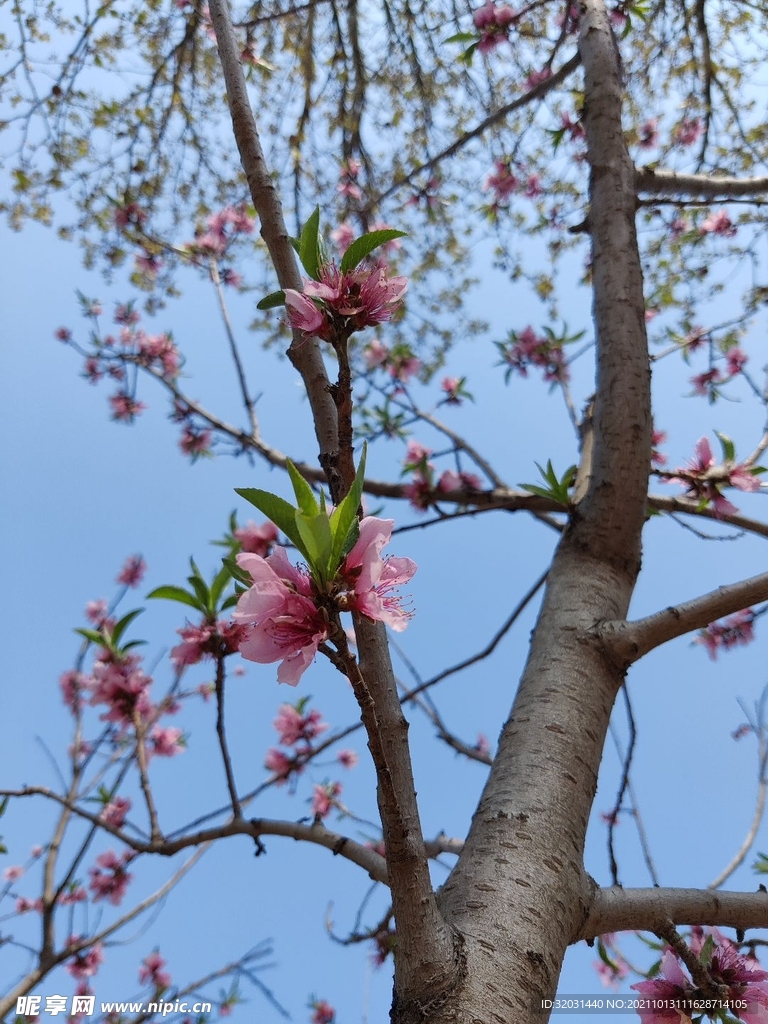 桃花