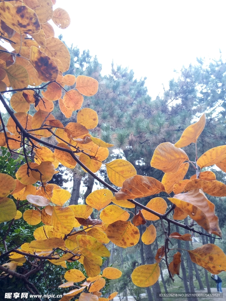 秋天黄色树叶