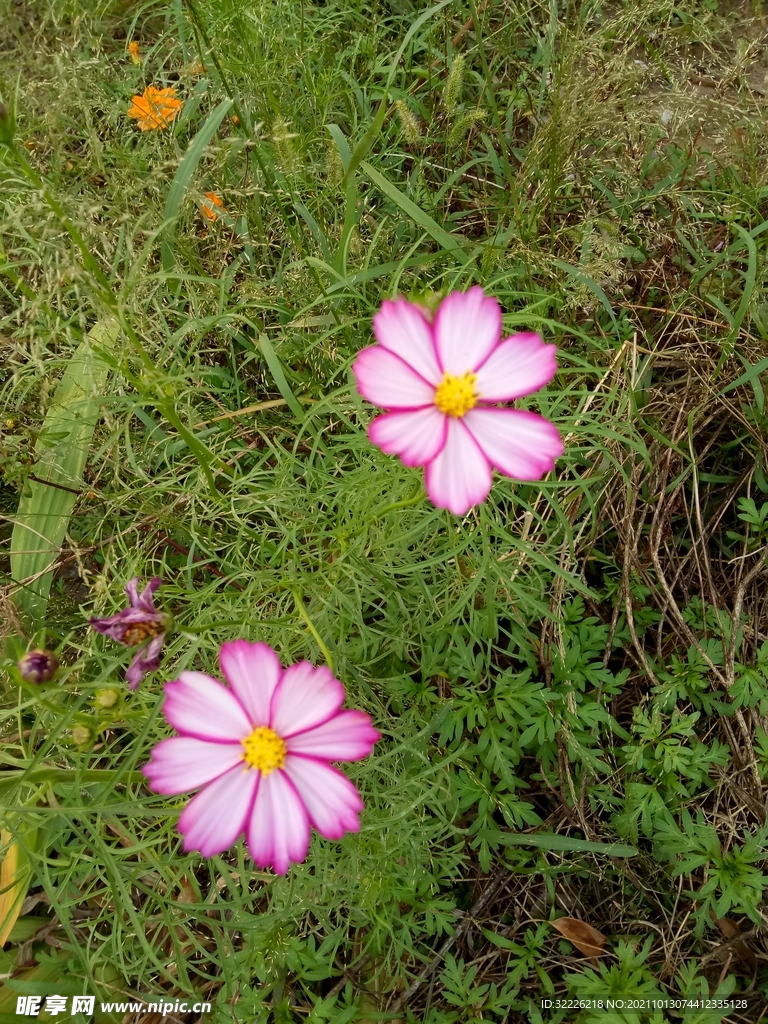 格桑花