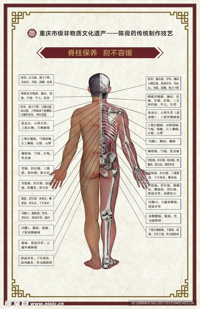陈膏药 脊柱图