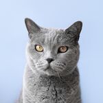 蓝色背景上的俄罗斯小猫