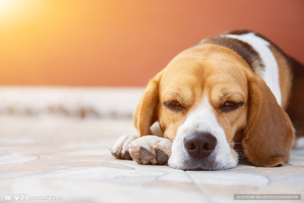 趴着的小猎犬高清图片