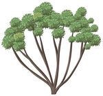 卡通手绘大树