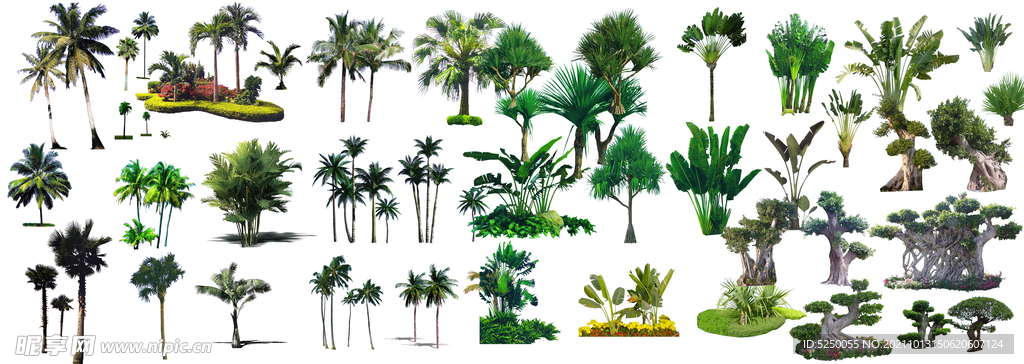热带植物贴图