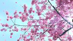 唯美花瓣视频