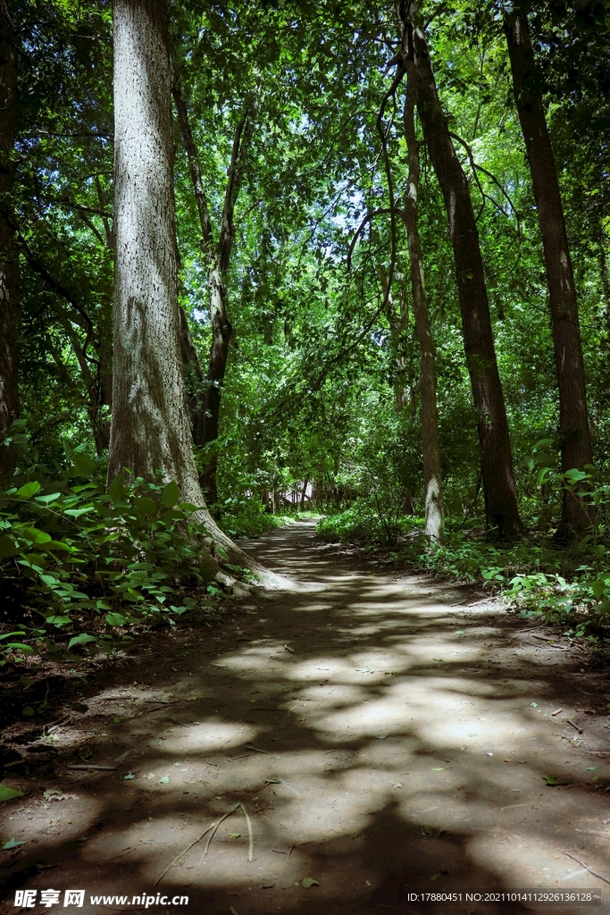 丛林