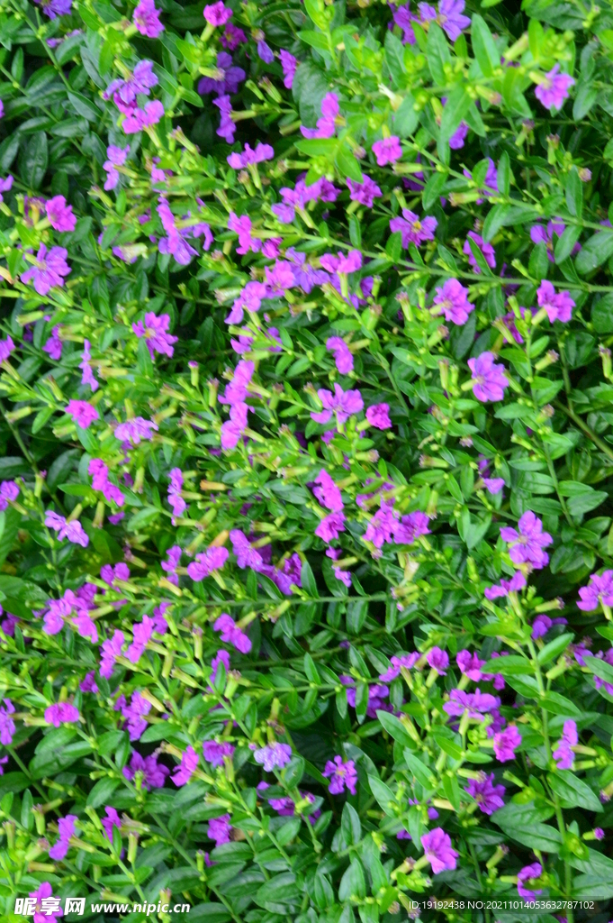 园林花草 