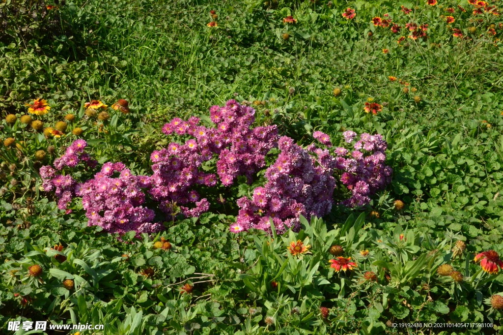 园林花草