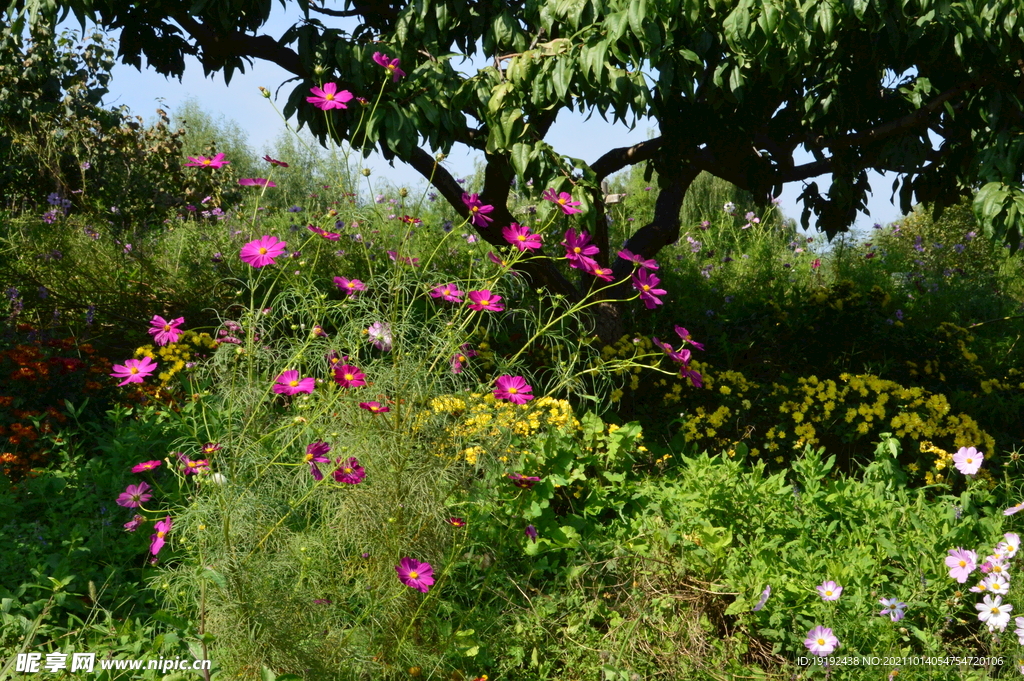 园林花草 