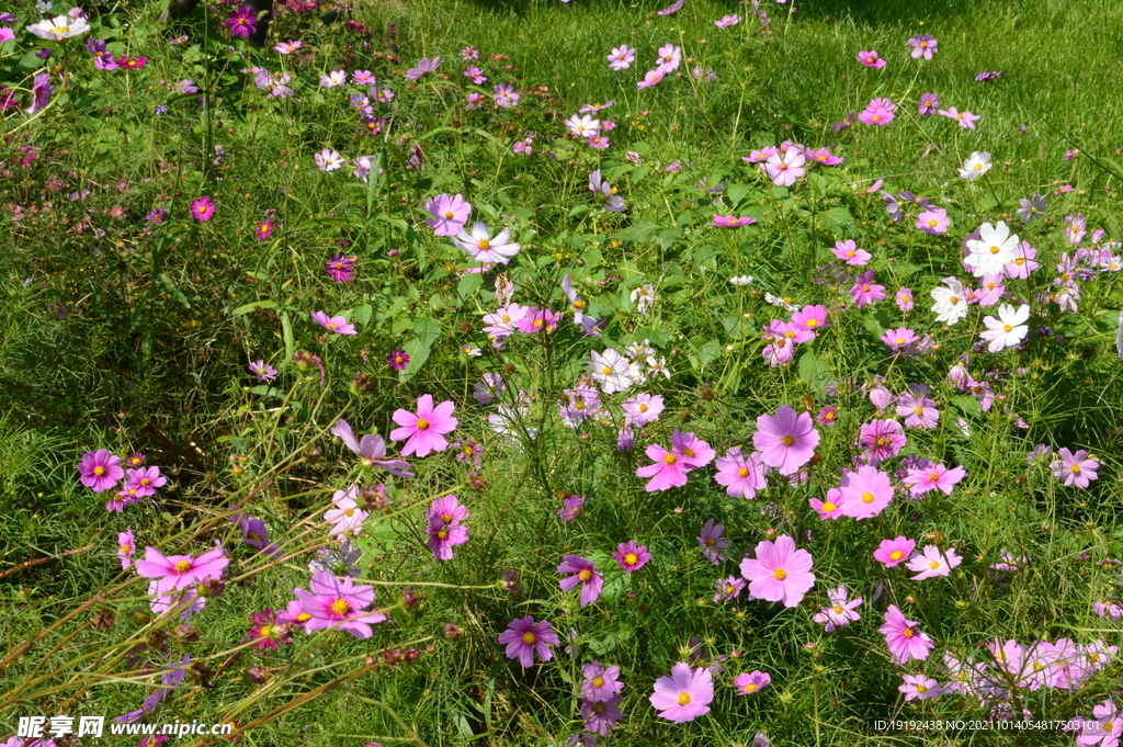 大波斯菊 