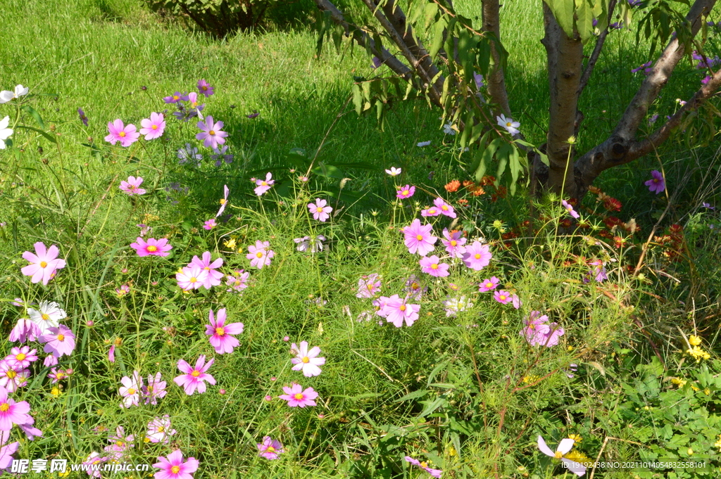 园林花草