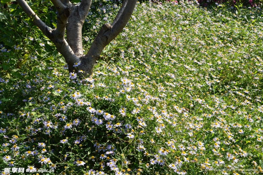 园林花草 