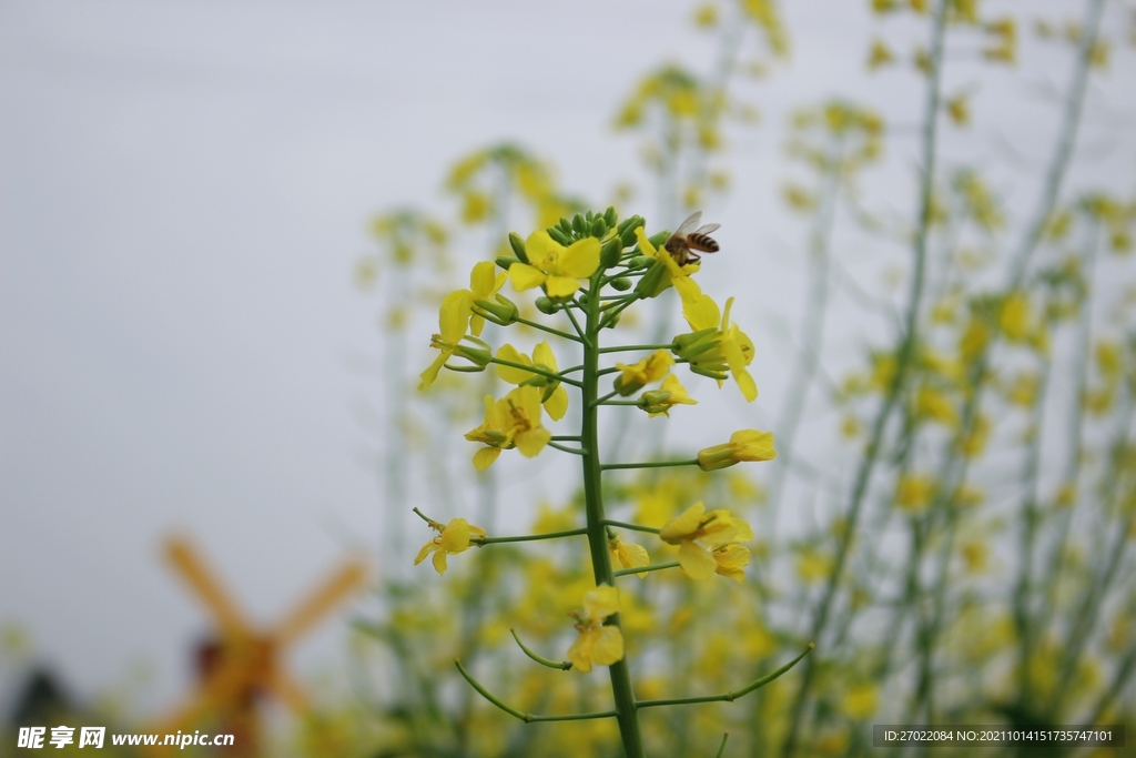油菜花