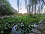 圆明园