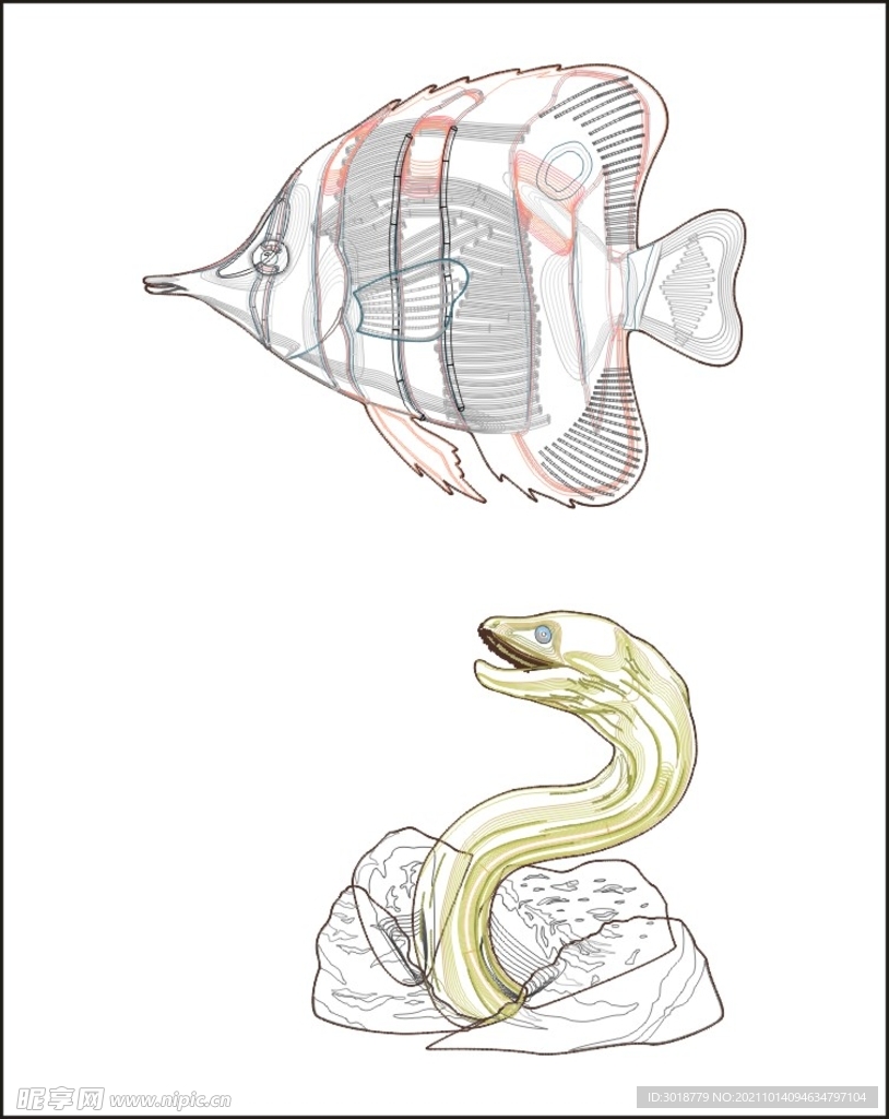 海洋鱼类 