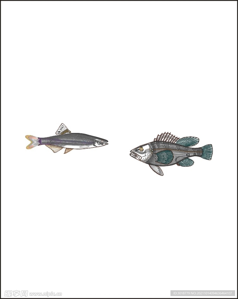 海洋鱼类 