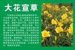 大花萱草