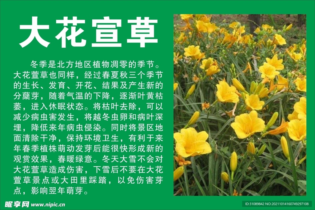 大花萱草