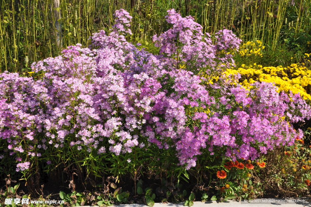 紫菀植物景观