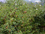 茶树 茶籽 茶油 茶山