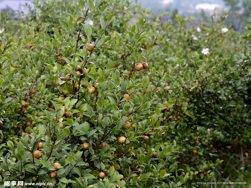 茶树 茶籽 茶油 茶山
